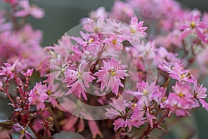 Japanese Saxifrage, Saxifraga cortusifolia, pink-lilac flowering plant