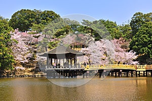 Japanese scape with cherry blossom