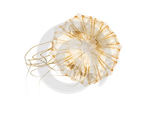 Japanese sea nettle, Chrysaora pacifica