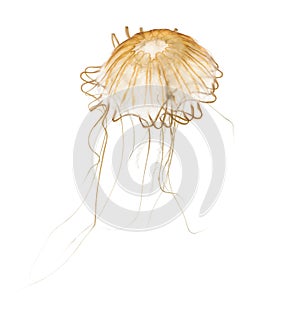 Japanese sea nettle, Chrysaora pacifica