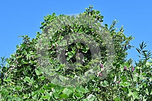 Japanese seasonal flowers material. Kudzu-vine  Japanese arrowroot  flowers.