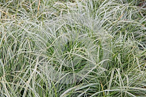 Japanese sedge Carex oshimensis Everest, plants with green-white foliage