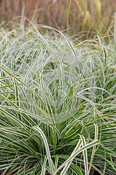 Japanese sedge Carex oshimensis Everest, some plants with green-white foliage