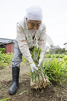 Japanese senior farmer harvests ginger