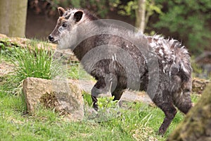 Japanese serow