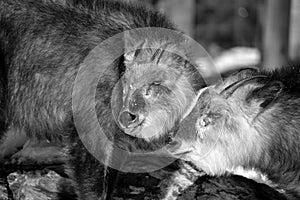 Japanese serow Capricornis crispus