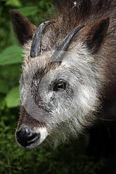 Japanese serow (Capricornis crispus).