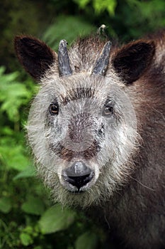 Japanese serow (Capricornis crispus).