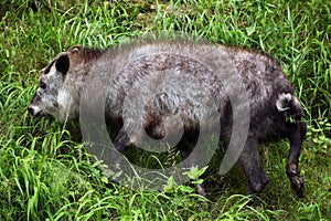 Japanese serow (Capricornis crispus).