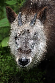 Japanese serow (Capricornis crispus).