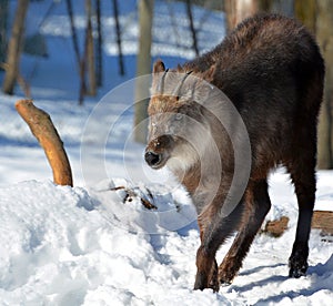Japanese serow Capricornis crispus photo