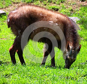 Japanese serow Capricornis crispus photo