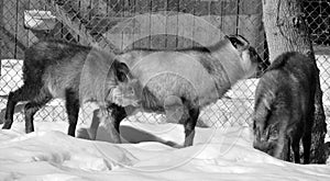 Japanese serow Capricornis crispus is a Japanese goat-antelope, an even-toed ungulate mammal