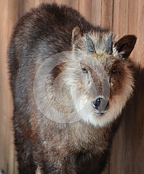 Japanese serow Capricornis crispus is a Japanese goat-antelope,