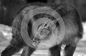 Japanese serow Capricornis crispus photo