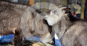 Japanese serow Capricornis crispus photo