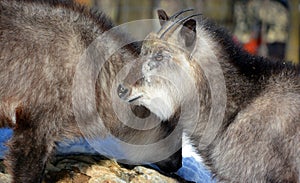 Japanese serow Capricornis crispus photo