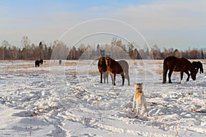 A Japanese shepherd Akita Inu dog and a herd of beautiful bay horses on a farm field in winter on a natural background.