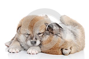Japanese Shiba Inu puppies
