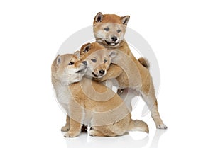 Japanese Shiba inu puppies playing