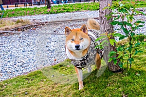 Japanese shiba inu puppy