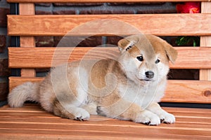 Japanese Shiba inu puppy resting on a bench