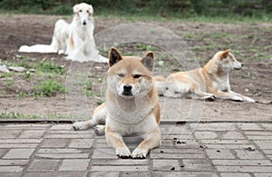 Japanese shiba inu rests