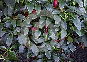 Japanese Shishito Pepper Plant