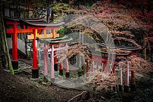 japanese shrine path in autumn