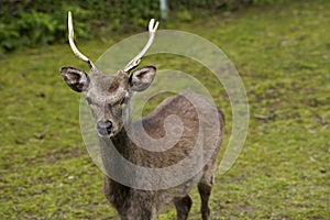 Japanese Sika Stag with full antlers