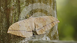 Japanese Silk Moth Clinging to Post.