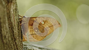 Japanese Silk Moth Struggling in Wind.