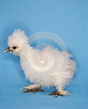 Japanese Silkie chick