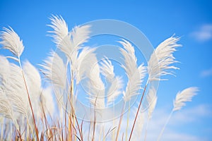 japanese silver grass with white plumes against blue sky