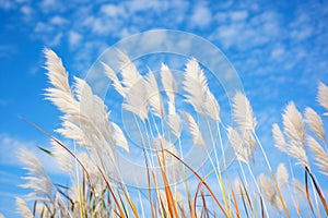 japanese silver grass with white plumes against blue sky