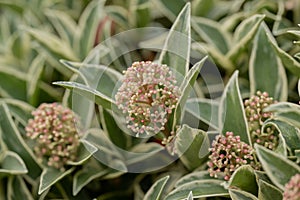 Japanese Skimmia japonica Bonfire, variegated leaves and pink-white flowers