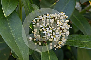 Japanese Skimmia japonica Kew White, cluster of budding white flowers