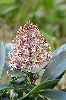 Japanese Skimmia Japonica Rubella, conical panicle with flowers