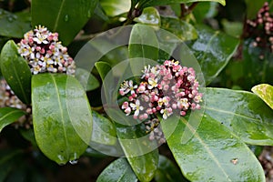 Japanese Skimmia Japonica Rubella, conical panicles with budding pinkish flowers
