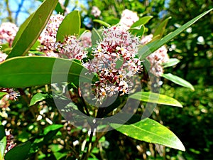 Japanese Skimmia, Skimmia japonica rubella blooming