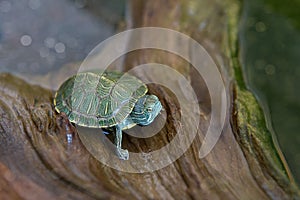 Japanese small turtles