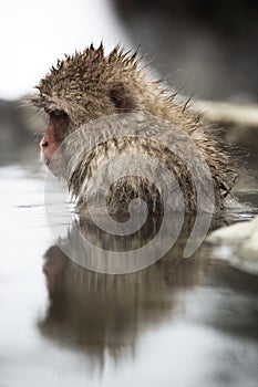 Japanese snow monkey