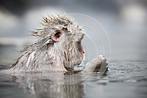 Japanese snow monkey