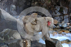 Japanese snow monkey with baby