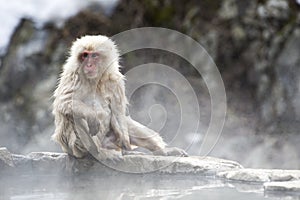 Japanese snow monkey photo