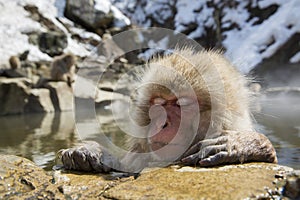 Japanese snow monkey photo