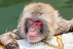 Japanese Snow Monkey (Macaca fuscata) relaxing in a hot volcanic spring in Hakodate on the island of Hokkaido