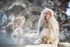 Snow monkey at hot spring, Yamanouchi