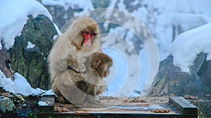 Japanese Snow monkey Macaque in hot spring Onsen Jigokudan Park, Nakano, Japan