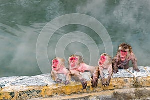 Japanese Snow monkey Macaque in hot spring On-sen , Hakodate, Japan